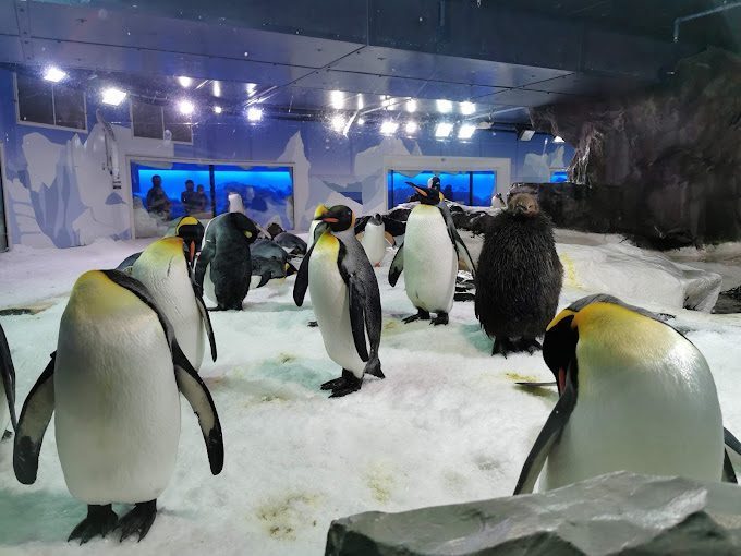 Les manchots de l'aquarium d'Auckland