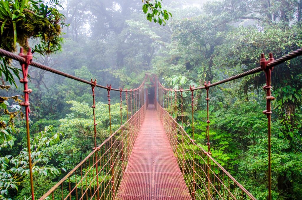 Bridge in Rainforest - Costa Rica - Monteverde