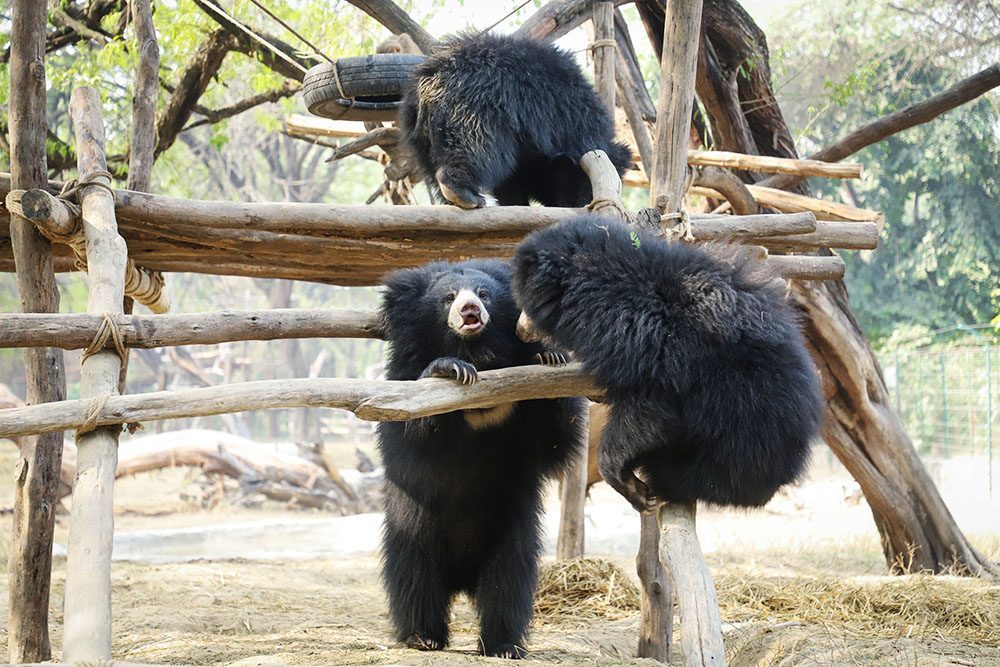 Un refuge pour les ours à faire à Agra