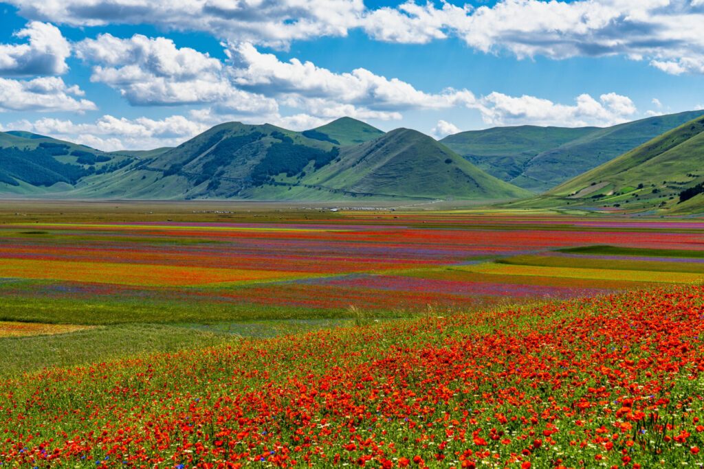 Lentil flowering with poppies and cornflowers in Castelluccio di Norcia, Italy