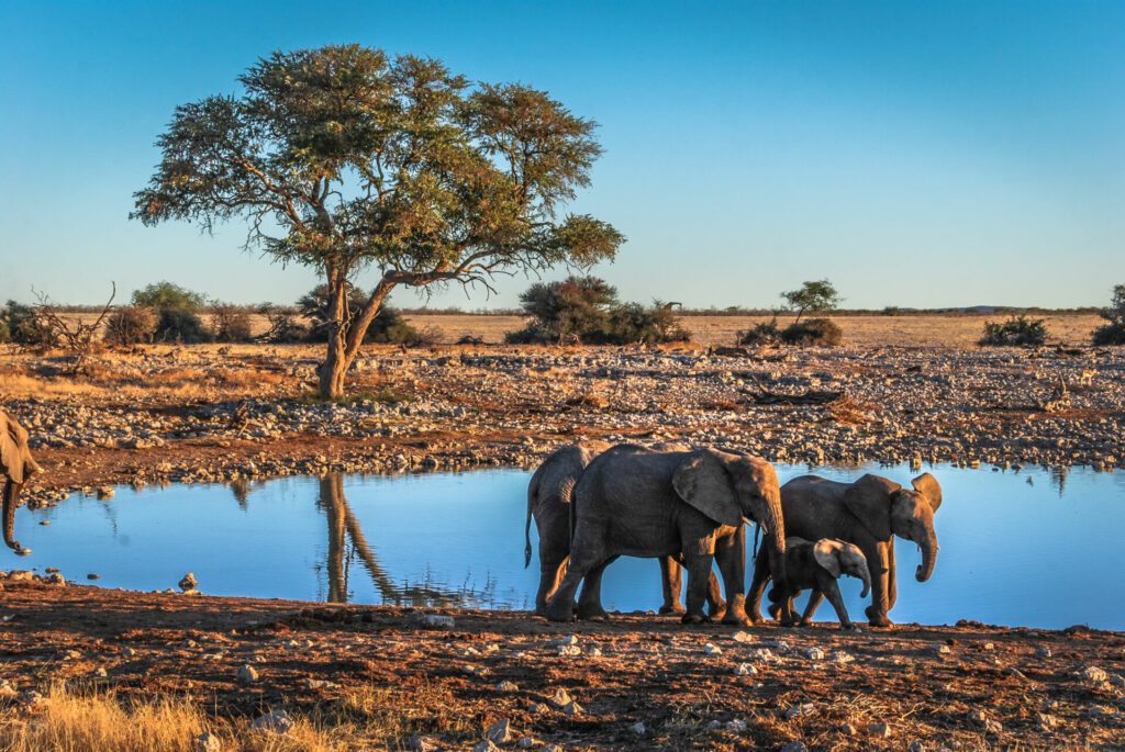 Baby elephant at a waterhole, in Etosha National Park, Namibia, Africa