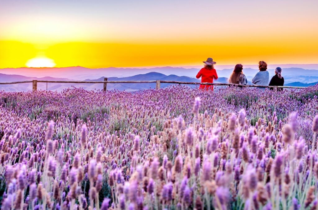 Lavender field in Cunha, in the interior of São Paulo, Brazil.