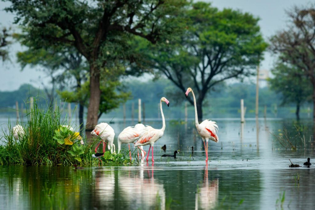 nature scenery or natural painting by Greater flamingo flock or flamingos family during winter migration at Keoladeo National Park or Bharatpur bird sanctuary rajasthan india - Phoenicopterus roseus