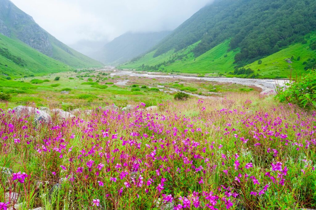 valley of flowers , india