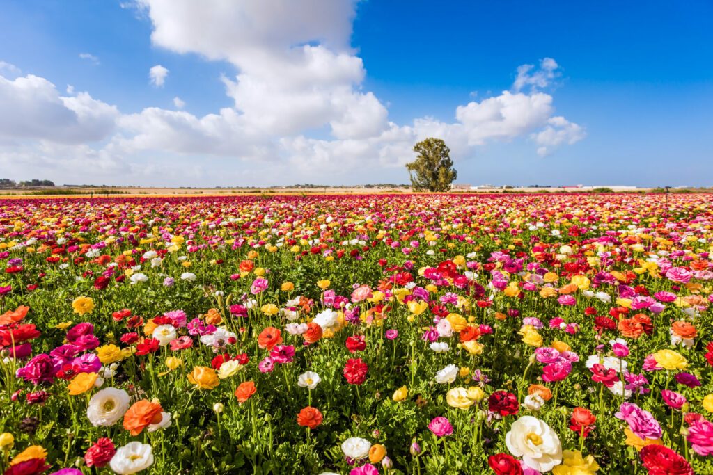 Spring in Israel