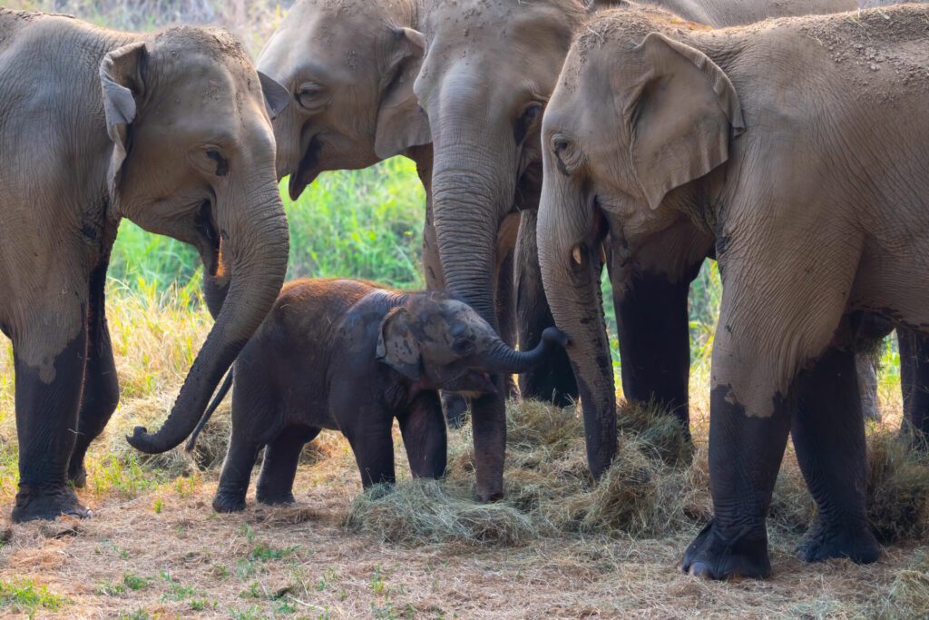 Asia Elephant in Thailand, Elephant mum, baby and relatives eating dry grass in the jungle. Thailand animals. Elephant family walking through the meadow. Asia Elephants in Chiang Mai