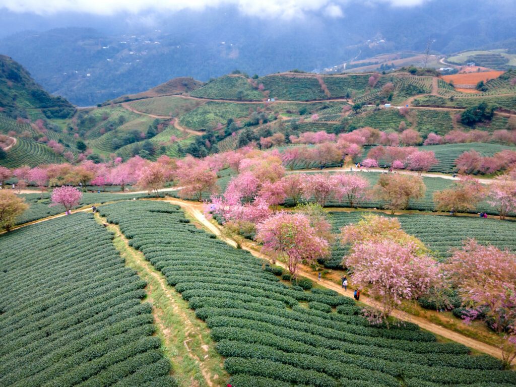 Cherry tree on tea hill flowers blossom bloom in spring in Sa Pa, Vietnam. Picture seen from above