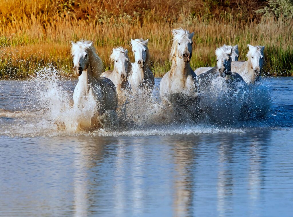 Horse Splash