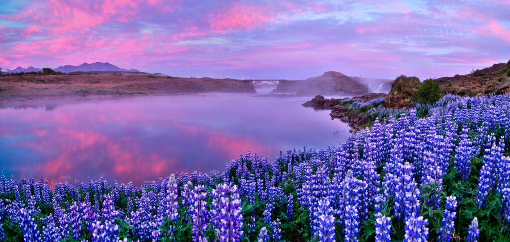 Typical Icelandic landscape with field of blooming lupine flowers. Beautiful cloudy sky.