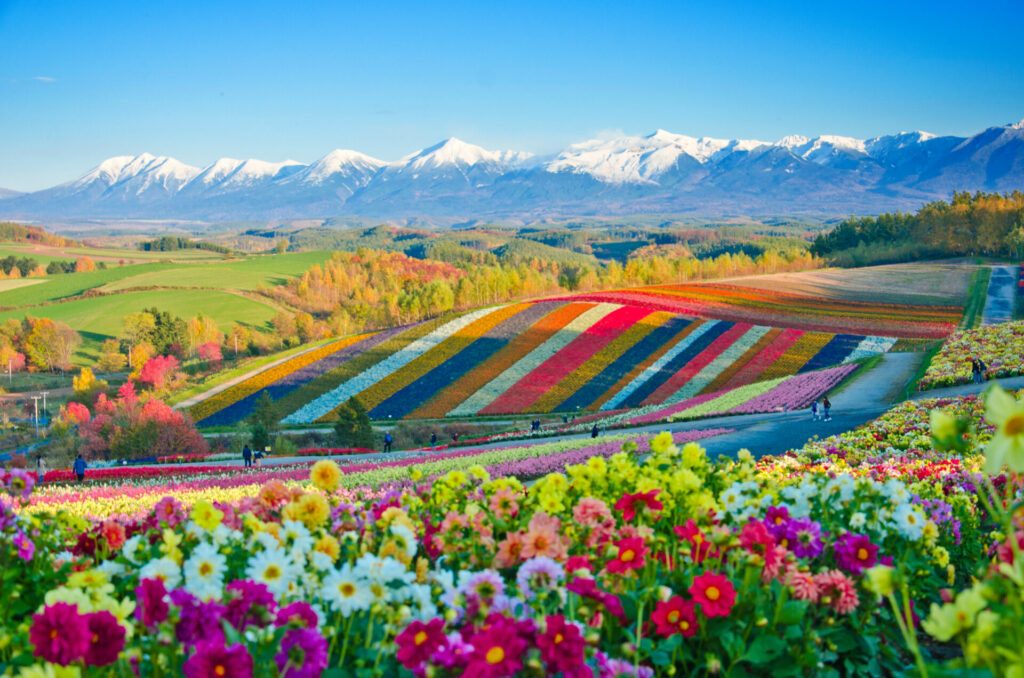 Panoramic Flower Gardens Shikisai hill in Biei, Japan