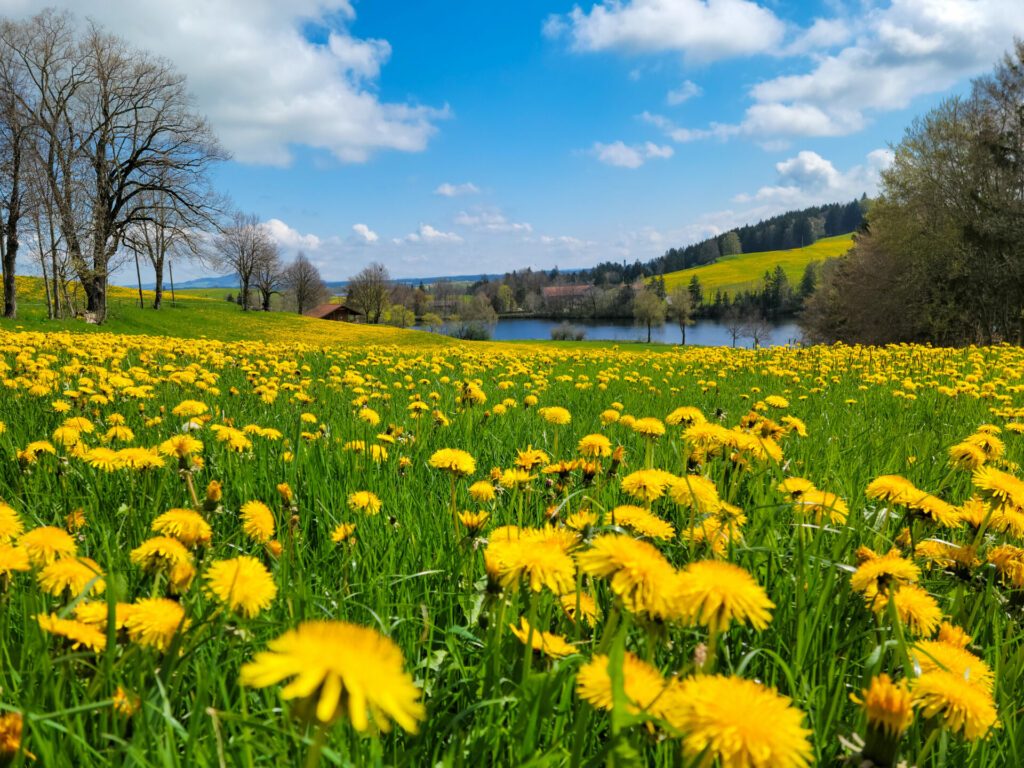 Dandelions in the field - Bavaria, Germany