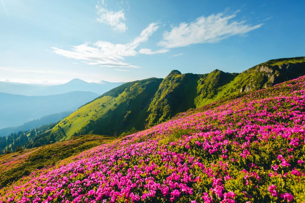 Splendid landscape in sunny summer day with pink rhododendron flowers. Carpathian mountains, Ukraine.