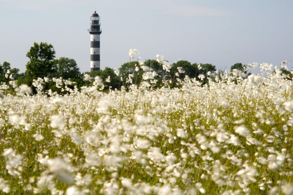 Lighthouse in the Baltic Sea. View from the flowery meadow, natural environment. Osmussaar, Estonia, Europe.