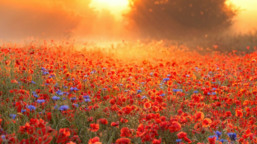 A misty sunrise on a poppy field, Denmark