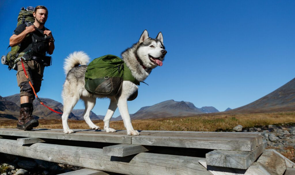 Trekking with dog in Sweden