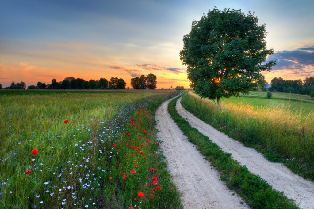 La campagne polonaise en été