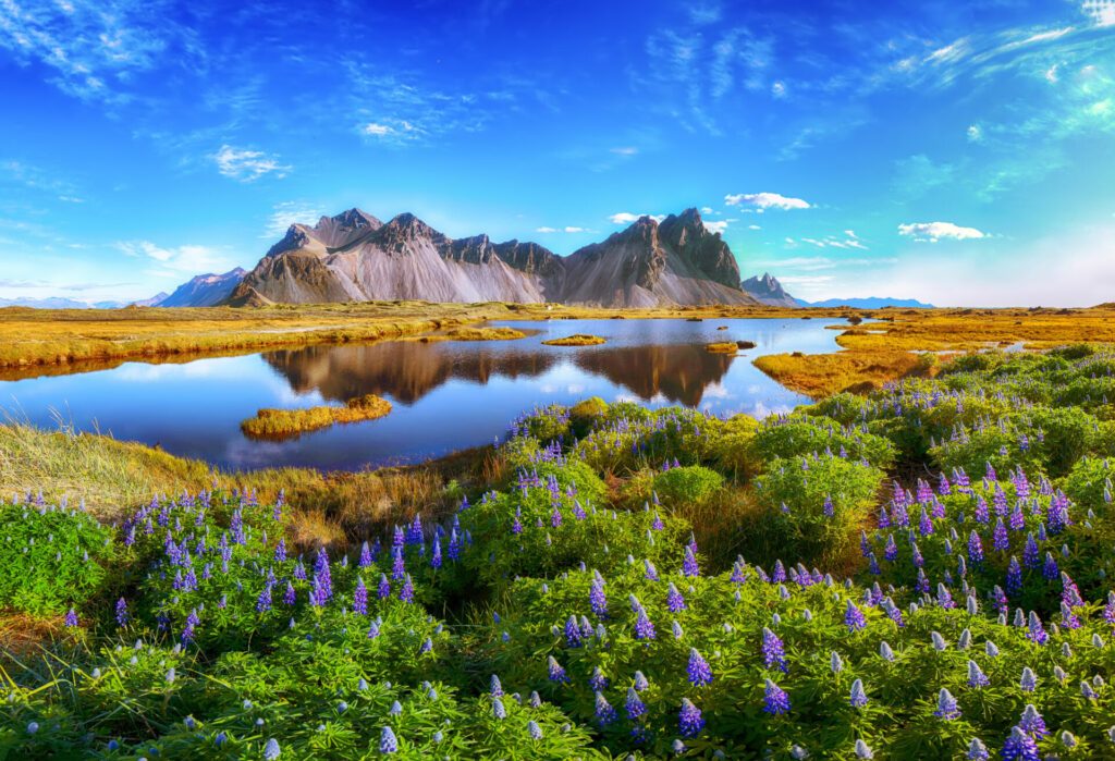Beautiful sunny day and lupine flowers on Stokksnes cape in Iceland.
