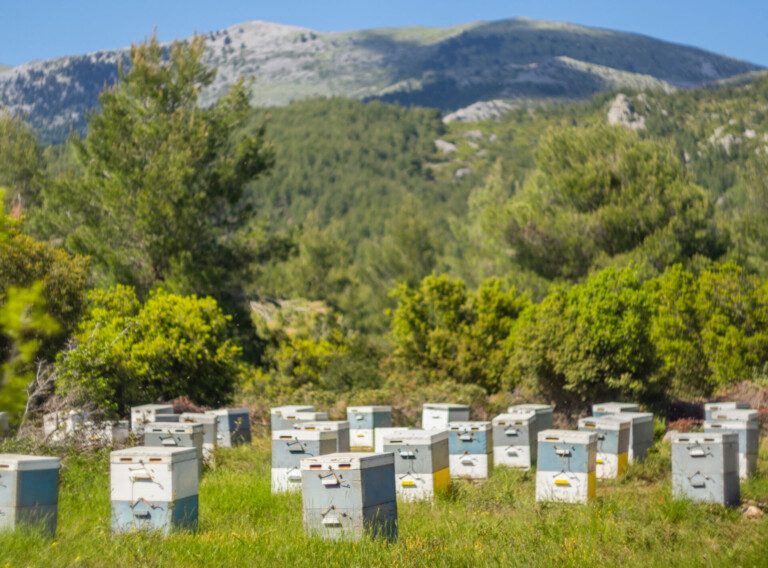 10 souvenirs à ramener de Grèce, ou à offrir