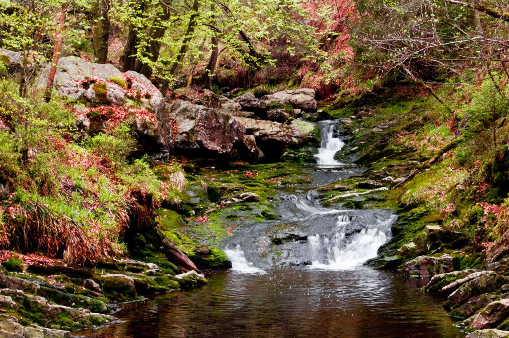 Profitez de la forêt des Ardennes belges en automne