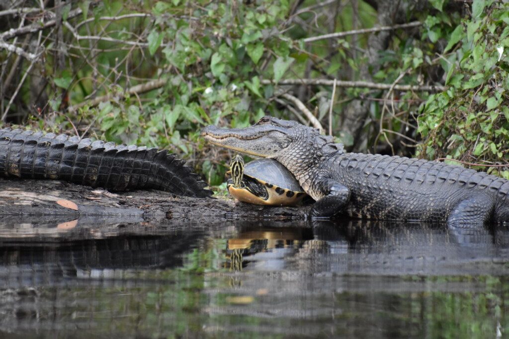 Alligators et tortue dans les Everglades