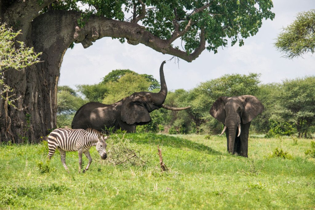 Un éléphant au pied d'un baobab (Parc national de Tarangire, Tanzanie)