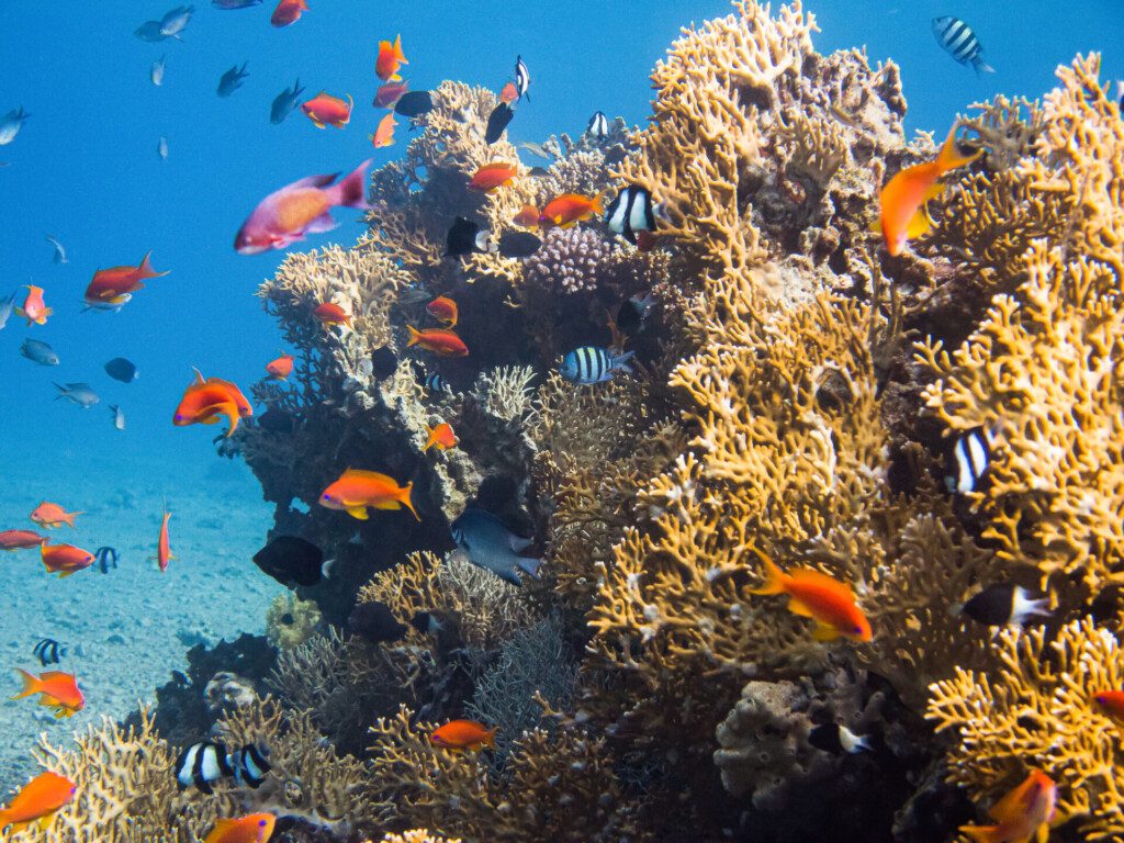 Paysage sous-marin de la mer Rouge à Aqaba