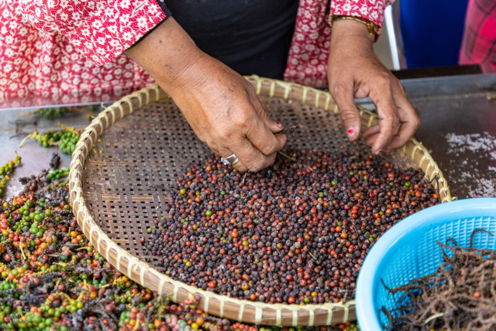 Tri à la main du poivre frais dans une plantation à Kampot, au Cambodge