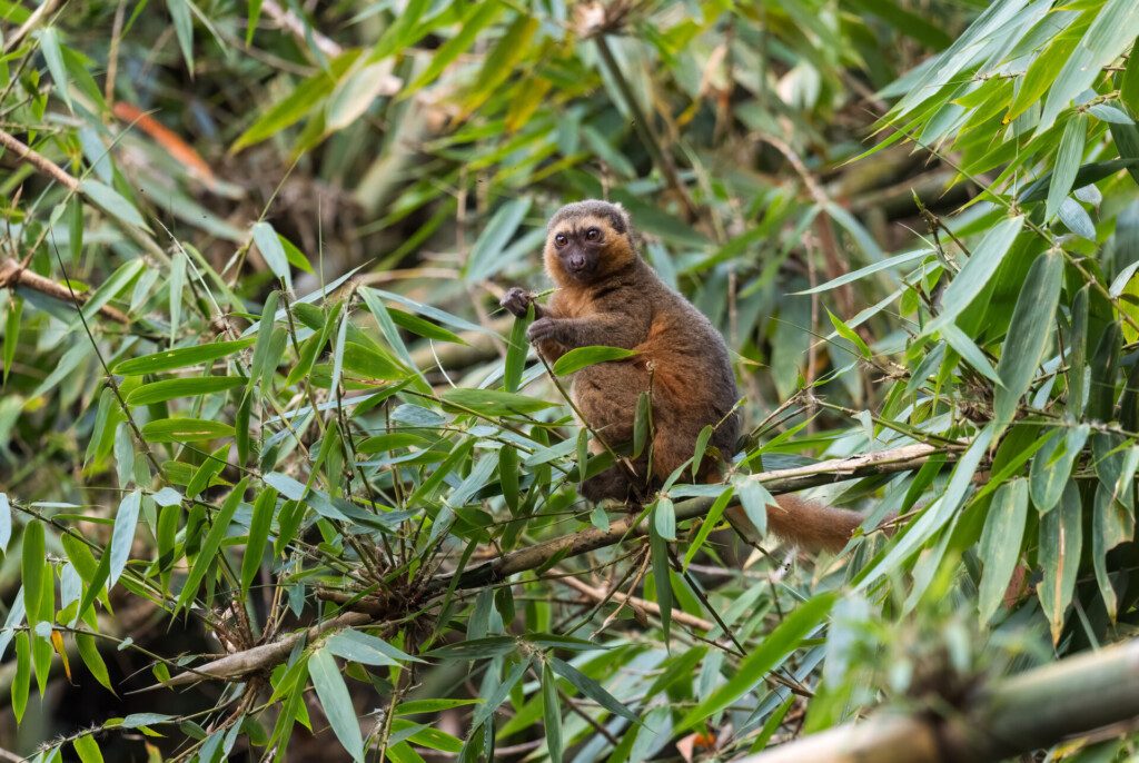 Hapalémur doré, ou lémur bambou doré au sein du Parc National de Ranomafana (Madagascar)