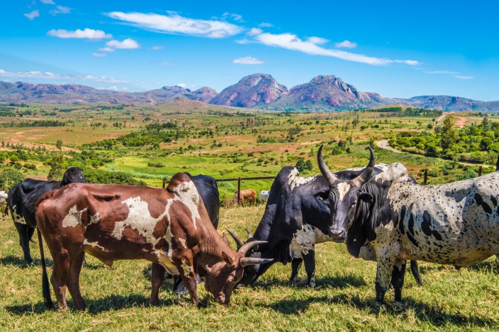Le marché aux zébus à Ambalavao, dans les Hautes Terres centrales de Madagascar, près de Fianarantsoa
