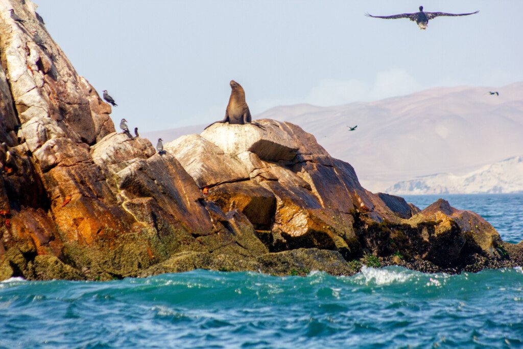 Lion de mer aux îles Ballestas, Paracas, baie de Pisco, Pérou