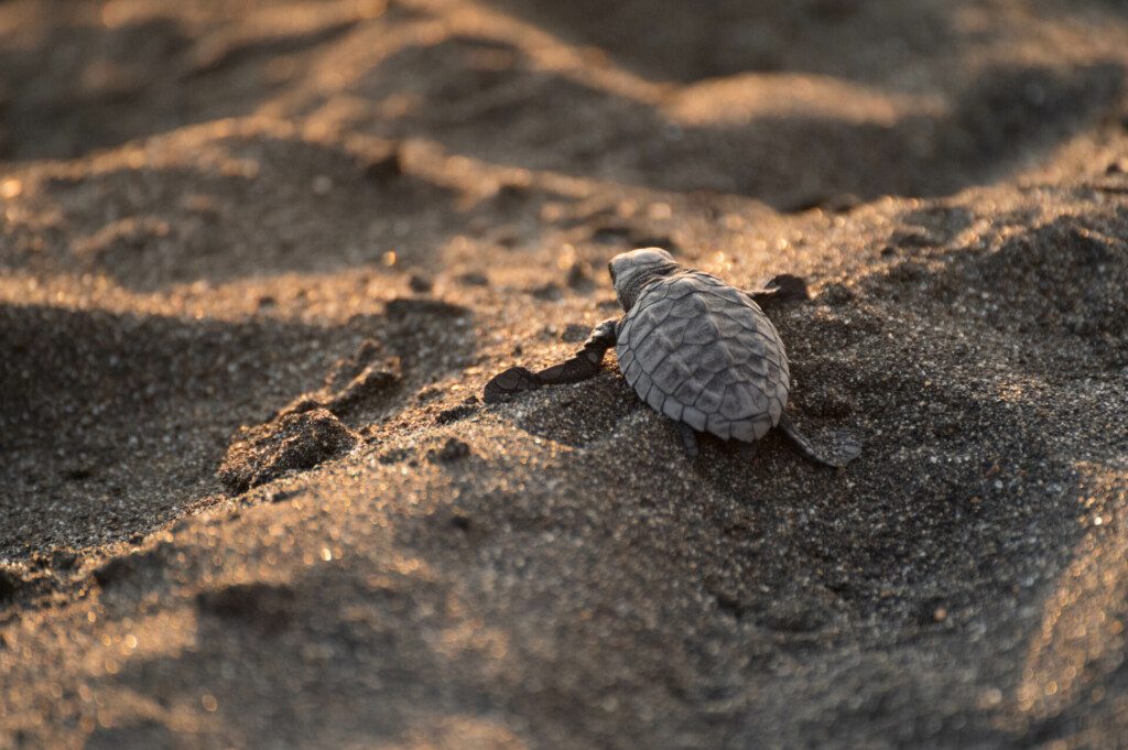 Bébé tortue à Monterrico (Guatemala)
