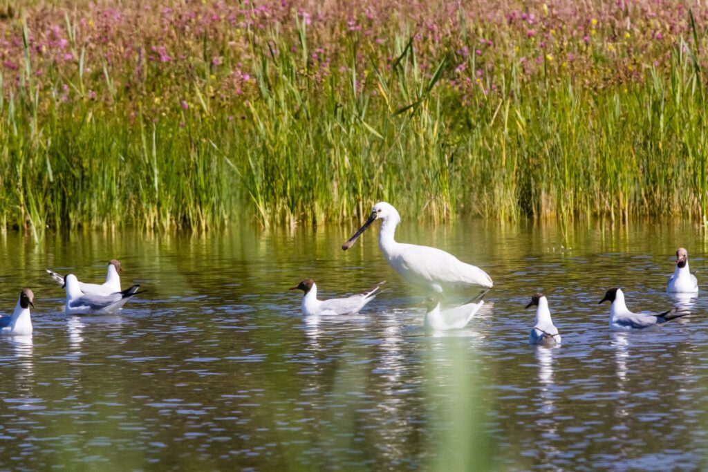 Le parc du Marquenterre et ses oiseaux, autour du Touquet