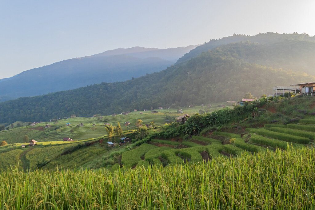Les rizières en terrasse de Pa Pong Piang en Thaïlande