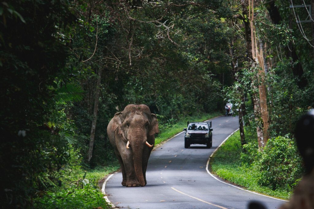 Photo insolite au parc national de Khao Yai