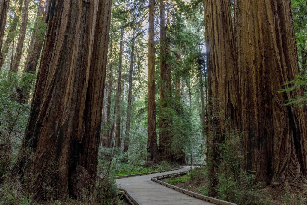 Sentier de promenade de Muir Woods, autour de San Francisco