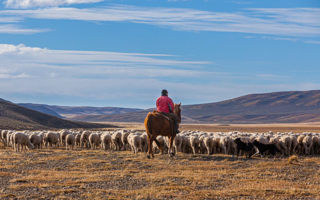 Un gaucho à cheval avec ses moutons face au paysage de Patagonie : la Terre de Feu