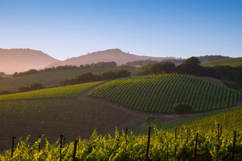 Un vignoble de la Napa Valley dans la région de San Francisco