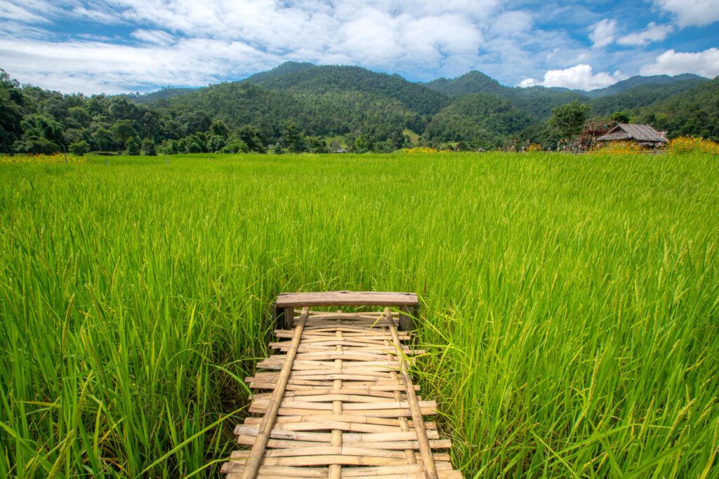 Vue sur les rizières de Mae Hong Son, Thaïlande