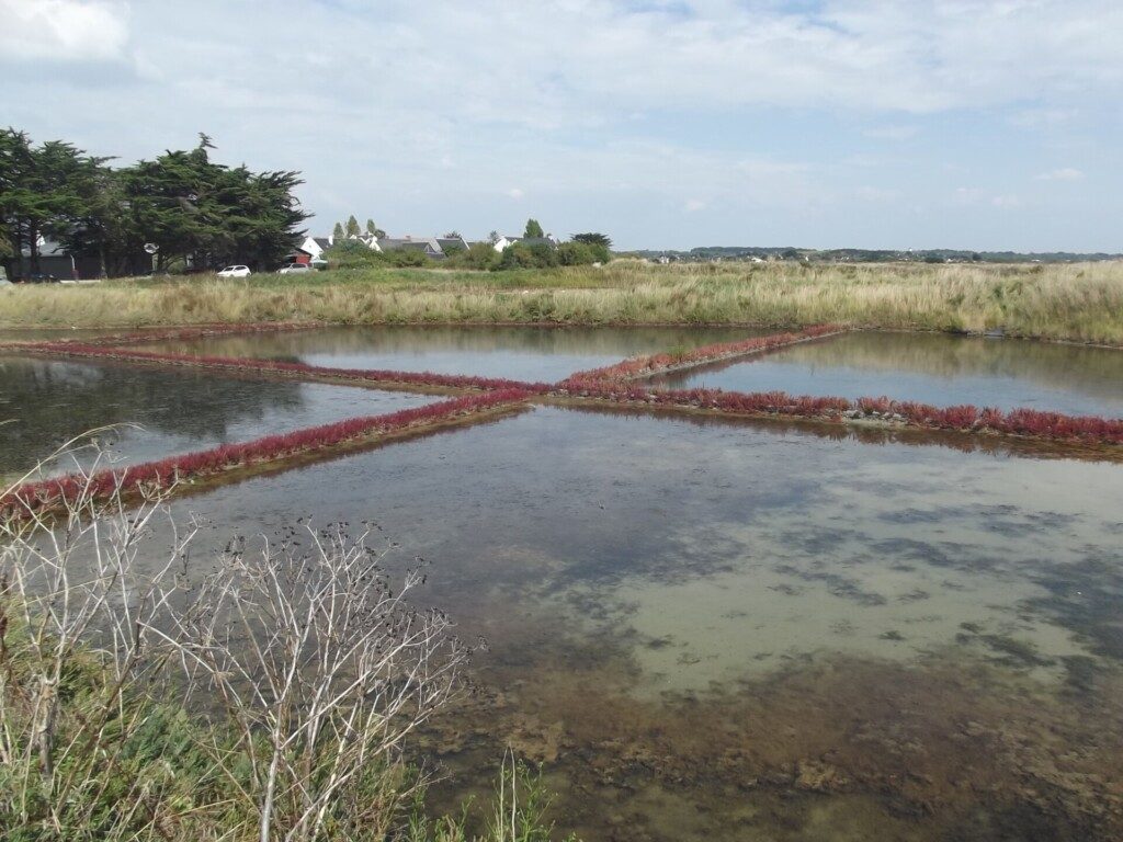 Les marais salants de la presqu’île de Guérande