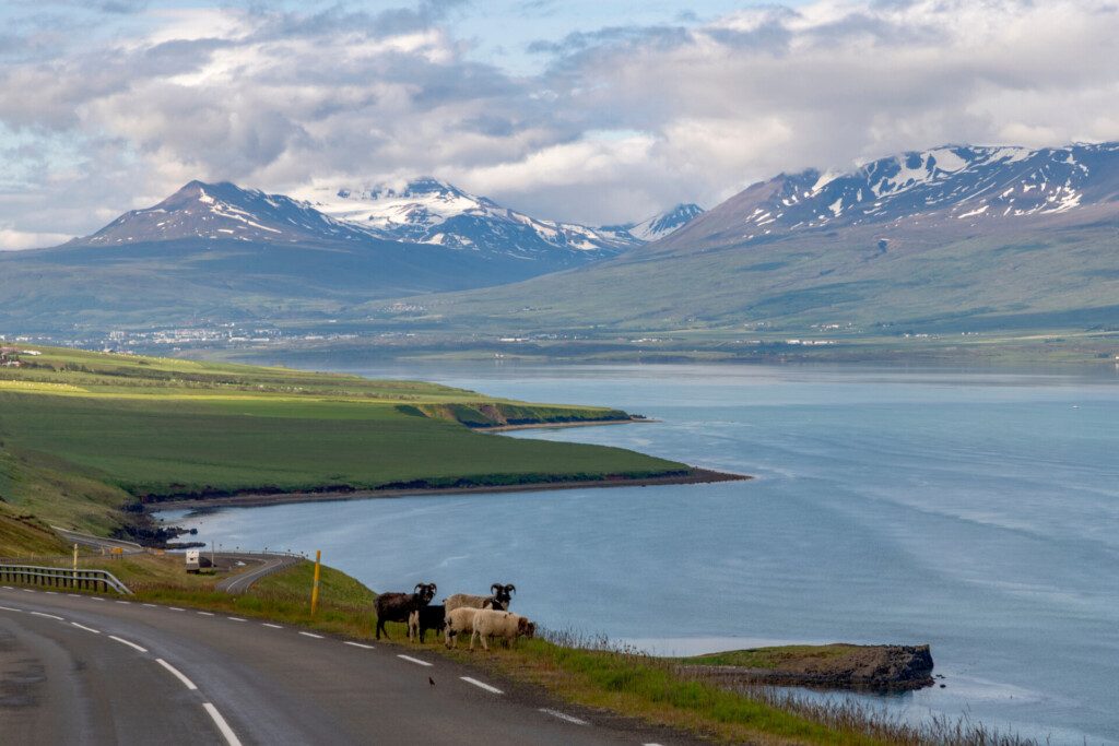 Moutons le long de la Ring Road en Islande