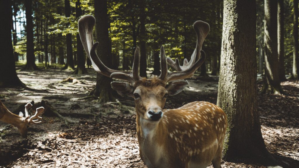 Cerfs au Wildpark Poing (à côté de de Munich