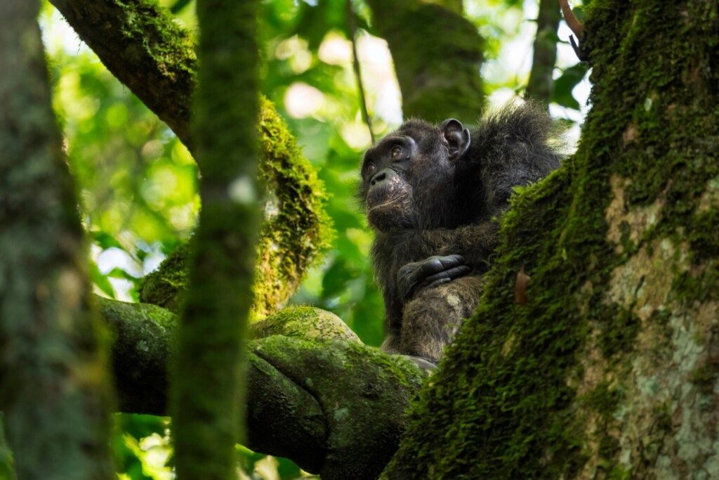 Chimpanzé commun, forêt de Kibale, Ouganda