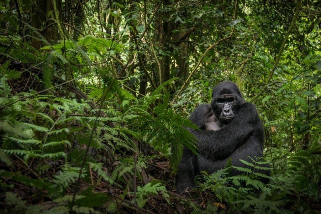 Gorille de montagne dans la Forêt impénétrable de Bwindi