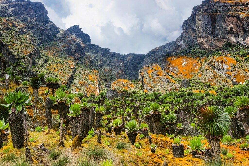 Les pentes monts Rwenzori et sa flore exotique (Ouganda)
