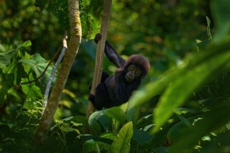 Que faire en Ouganda ? Voici 10 expériences et visites incontournables !