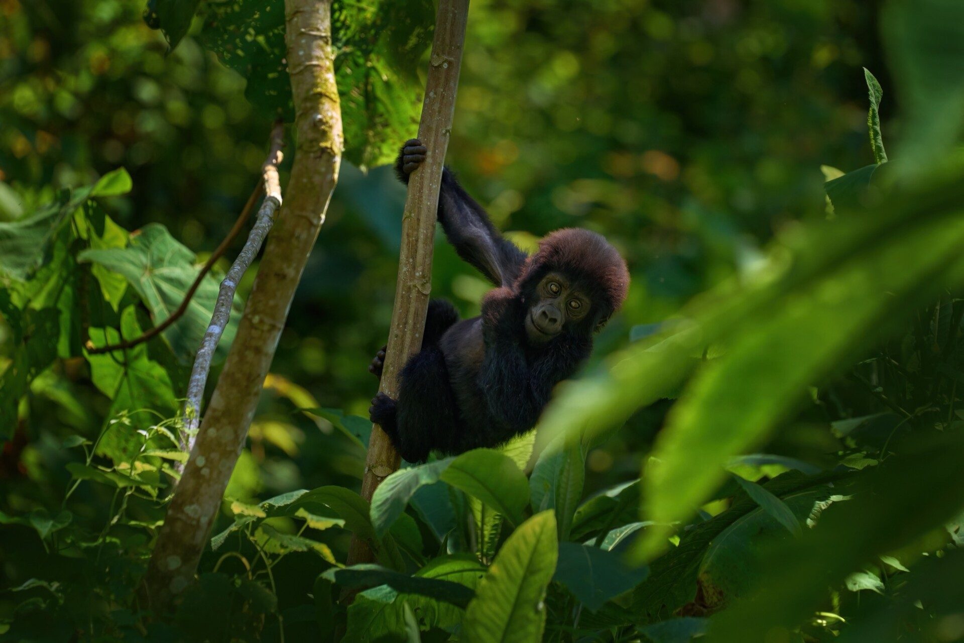Que voir et faire en Ouganda