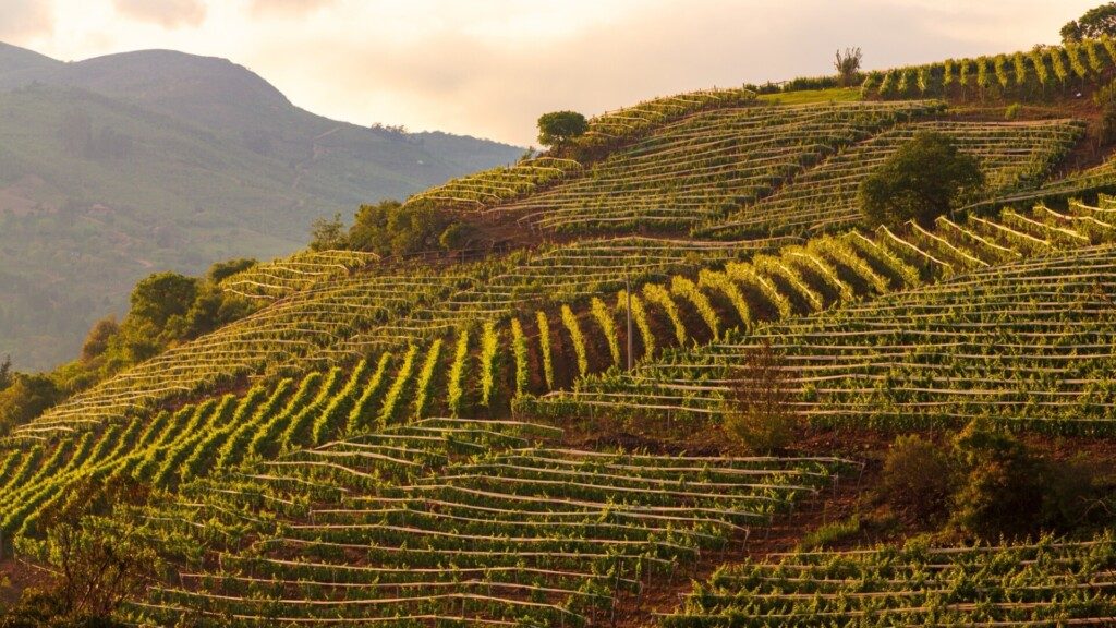 Tarija et ses vallées, paysage de Bolivie 