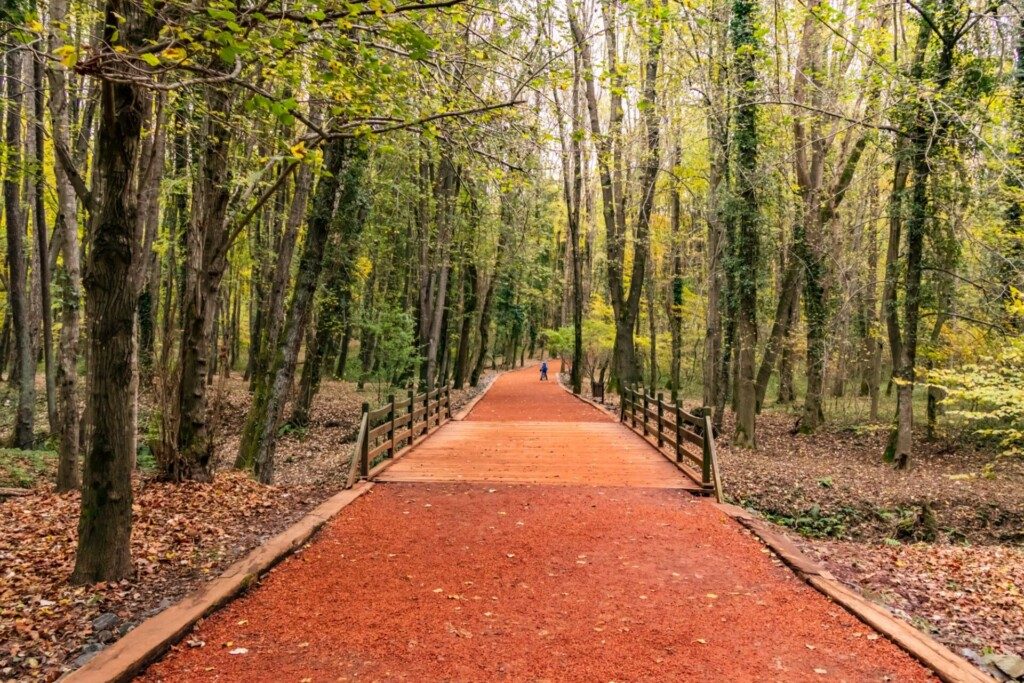 la forêt de Belgrad près d'Istanbul