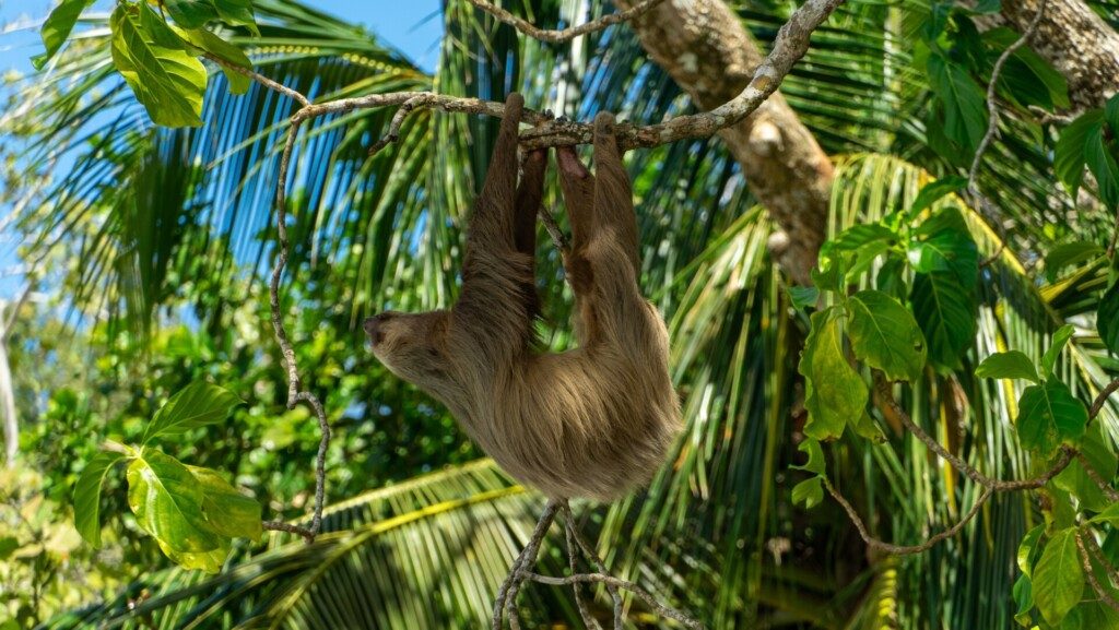 Un paresseux dans le parc national de Cahuita, excursion à 1h de Puerto Limón