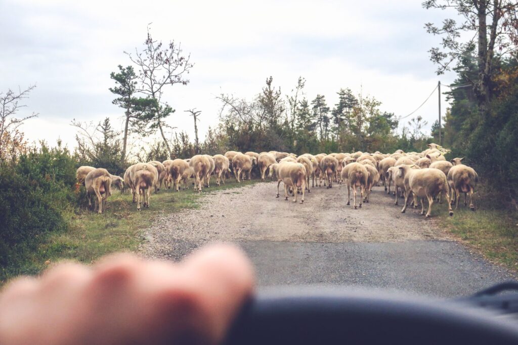 Photo POV avec main et moutons © Max Zed